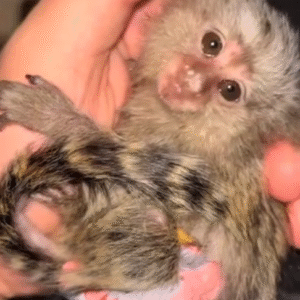 Affe kaufen deutschland