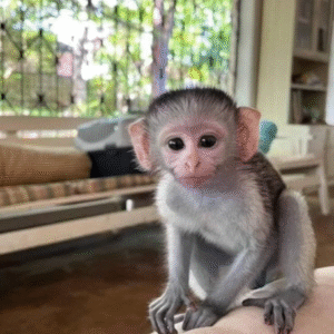 Affen kaufen günstig