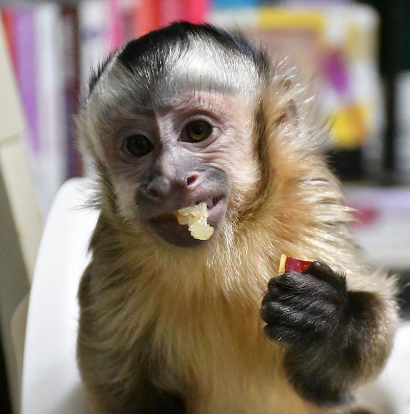 Affen kaufen nrw