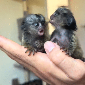 Affen kaufen züchter