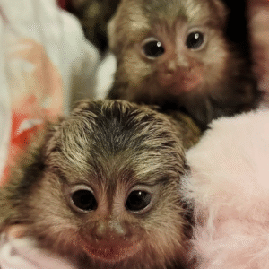 Fingeräffchen kaufen