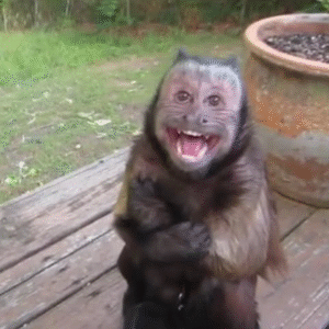 Kapuziner affe kaufen