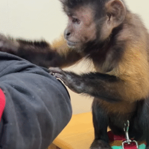 Kapuzineräffchen kaufen, Wenn Sie einen Kapuzineraffen in München kaufen möchten, bietet Ihnen Affen-kaufen.de eine große Auswahl an gesunden, handaufgezogenen Kapuzineraffen von geprüften Züchtern mit vollständiger CITES- und EU-Dokumentation.