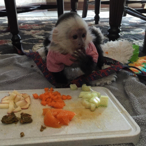 Kapuzineraffe kaufen