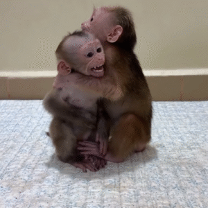 Makaken affen kaufen