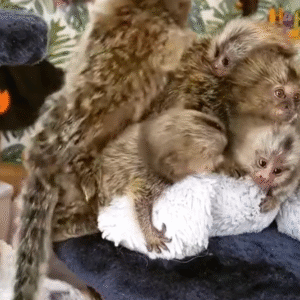Marmoset affe kaufen