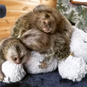 Marmosetten kaufen