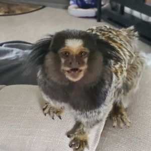 Marmosette kaufen