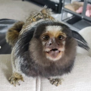 Mini-Affen kaufen Deutschland