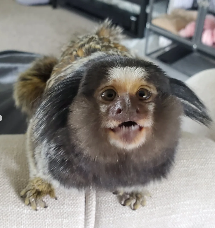 Mini-Affen kaufen Deutschland