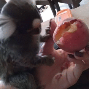 Affenbaby kaufen
