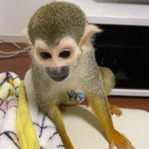 Totenkopfäffchen kaufen