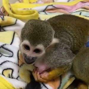 Totenkopfäffchen kaufen Bayern