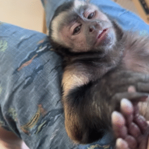 Totenkopfaffe kaufen