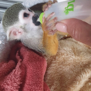 🐒 Cairo – Weiblicher Fingeraffe bei Affen-kaufen.de