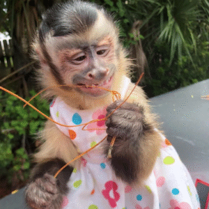 Affen kaufen München