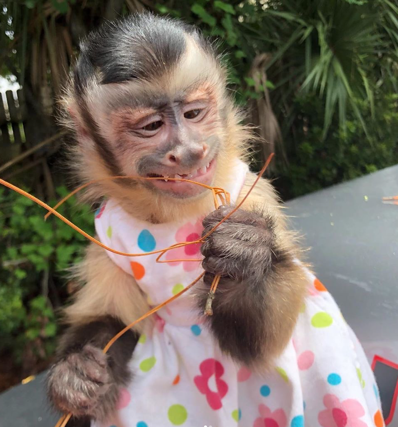 Affen kaufen München