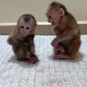 Affen kaufen München