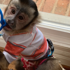 Affen kaufen Österreich