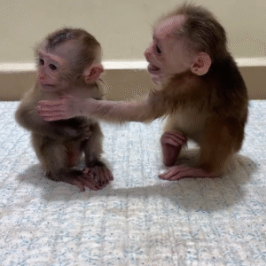 Affen mit CITES kaufen