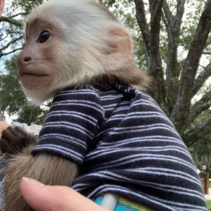 Fingeräffchen Haltung Tipps