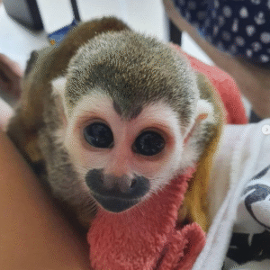 Fingeraffe legal kaufen