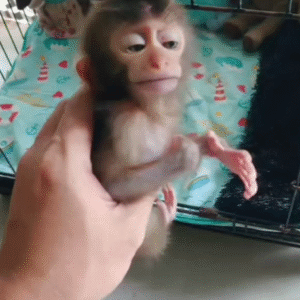 Mini-Affen Deutschland kaufen