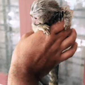 Mini-Affen kaufen Deutschland – Qualität & Legalität bei Affen-kaufen.de