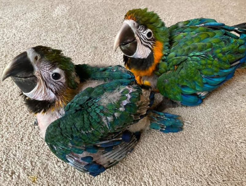 Papageien zu verkaufen