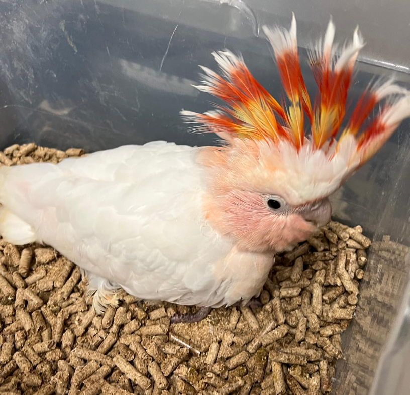 Großer Mitchell-Kakadu