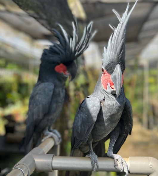 Schwarzer Palmkakadu