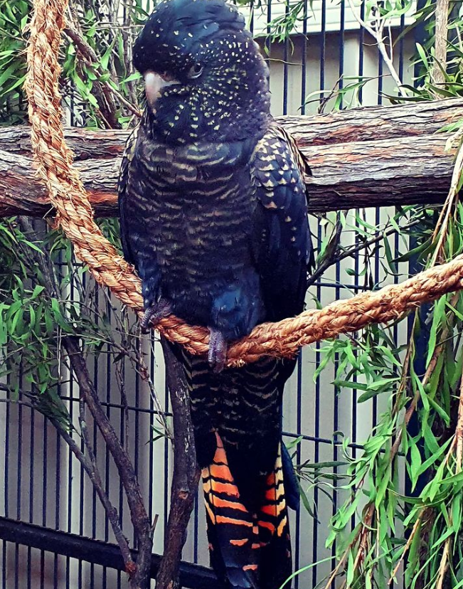 Rotschwanz-Schwarzkakadu