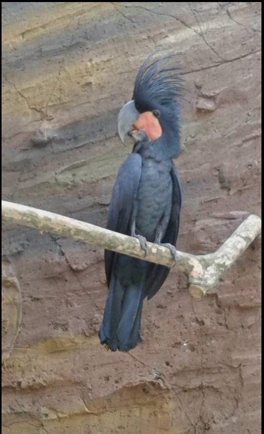 Schwarzgefiederter Kakadu