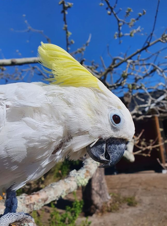 Schwefelhaubenkakadu