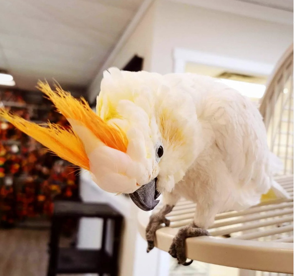 Zitronenhaubenkakadu